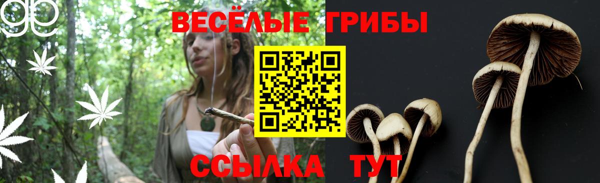 Псилоцибиновые грибы Psilocybine cubensis Мелеуз